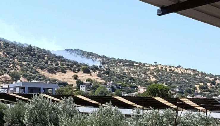 Aydın'da zirai alan yangını kontrol altında