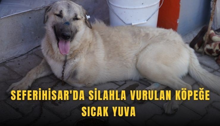 Seferihisar'da silahla vurulan köpeğe sıcak yuva