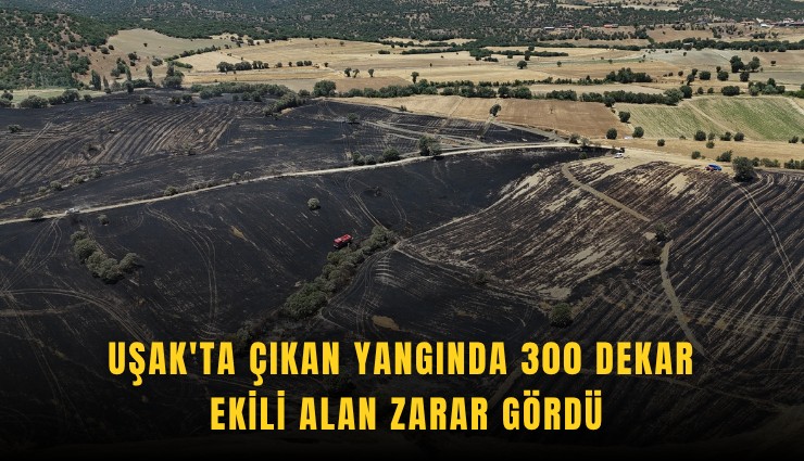 Uşak'ta çıkan yangında 300 dekar ekili alan zarar gördü