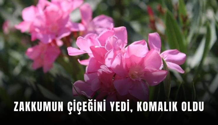 Zakkumun çiçeğini yedi, komalık oldu