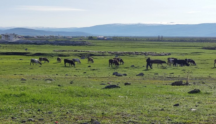 Ardahan'da büyükbaş hayvanda kuduz alarmı: Karantina başlatıldı