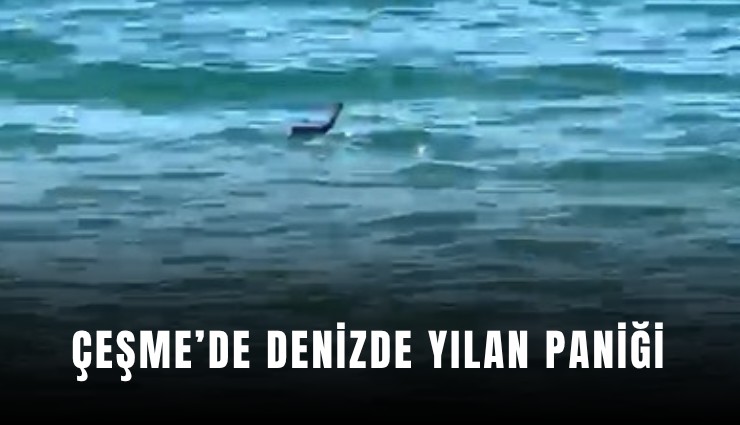 Çeşme’de denizde yılan paniği