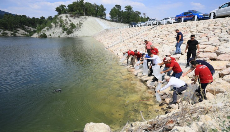 Denizli'de balıklandırma seferberliği: 100 bin yavru sazan bırakıldı