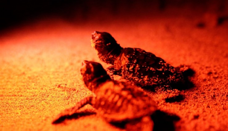 Didim'de caretta caretta yavruları denizle buluştu