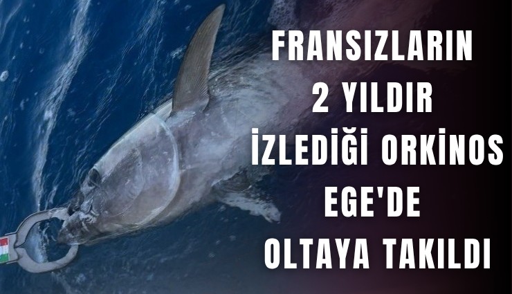 Fransızların 2 yıldır izlediği orkinos Ege'de oltaya takıldı