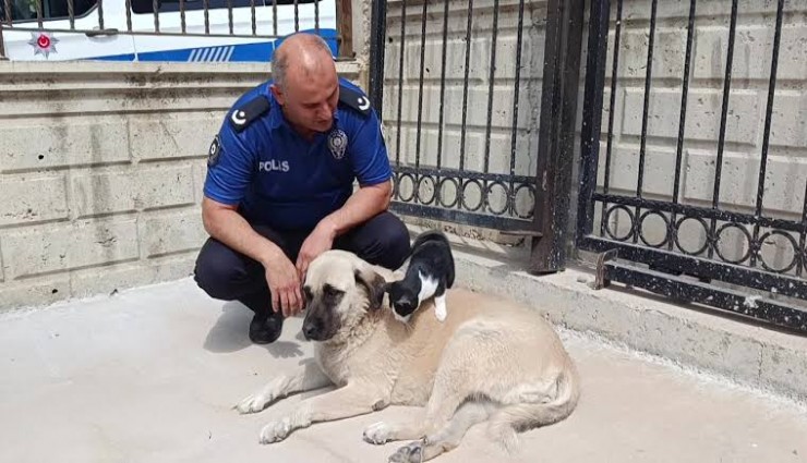 Köpeği annesi sanıyor: Tom ve Jerry'nin dostluğu