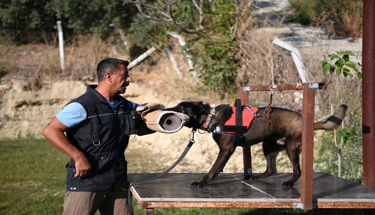 Kuşadası'nda arama köpekleri hayat kurtarıyor: Henüz yerini bulacak bir teknoloji yok