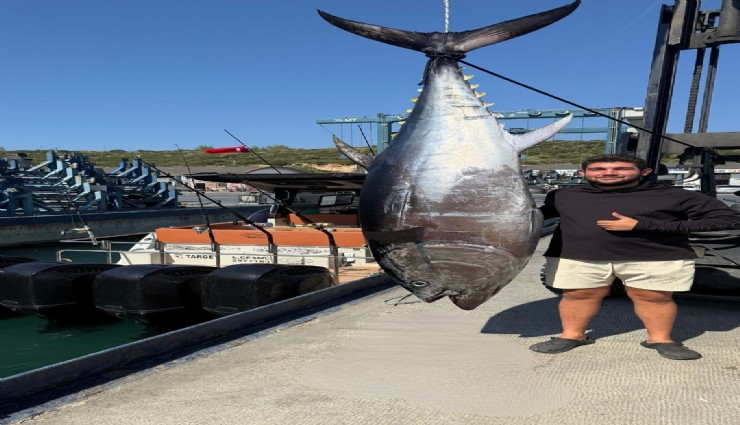 Sığacık’ta dev orkinos şaşkınlığı: 260 kiloluk balık yakalandı