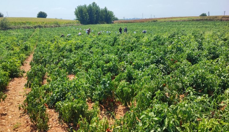 Adana'da 1 ton salçalık biber çalındı