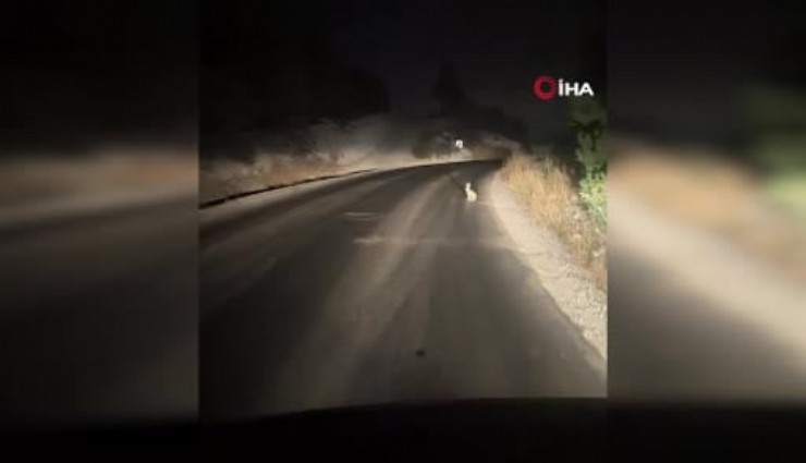 Farları görünce kaçmadı: Tavşan dakikalarca bekledi