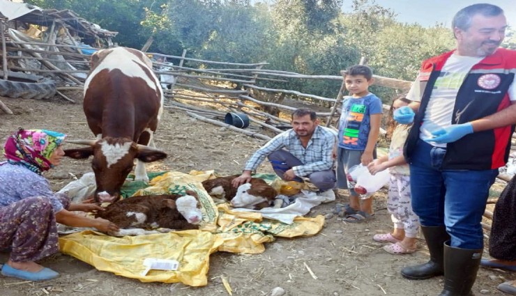 Muğla’da buzağılar için seferberlik başlatıldı